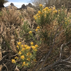 Ericameria cooperi cooperi