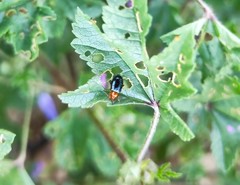 Podagrica fuscicornis