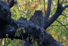 Bubo virginianus magellanicus