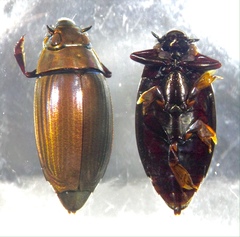 Macrogyrus australis