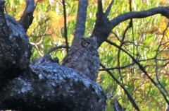 Bubo virginianus magellanicus