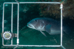 Pseudopercis semifasciata