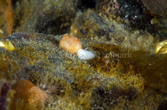 Onchidoris muricata