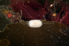 Onchidoris muricata