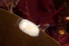 Onchidoris muricata
