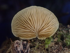 Crepidotus nephrodes