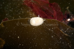Onchidoris muricata
