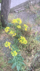 Sisymbrium loeselii
