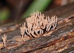 Artomyces austropiperatus