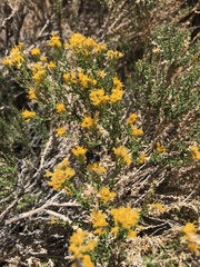 Ericameria cooperi cooperi