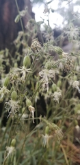 Silene lemmonii