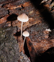Mycena austrofilopes