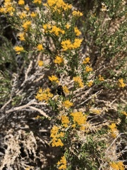 Ericameria cooperi cooperi