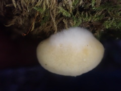 Crepidotus nephrodes