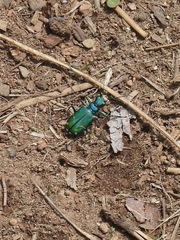 Cicindela tranquebarica sierra