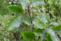 Pseudopanax macintyrei