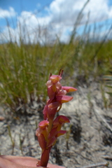 Disa reticulata