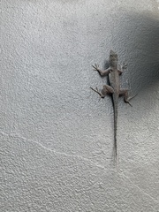 Anolis cristatellus
