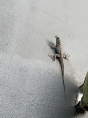 Anolis cristatellus