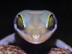Cyrtodactylus pulchellus