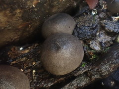 Lycoperdon subincarnatum