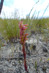 Disa reticulata