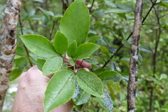 Pseudopanax macintyrei
