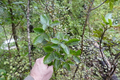 Pseudopanax macintyrei