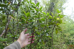 Pseudopanax macintyrei