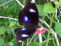 Hypolimnas bolina bolina