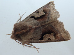 Acerra normalis