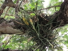 Tillandsia recurvata