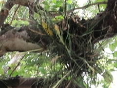 Tillandsia recurvata