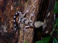 Cyrtodactylus pulchellus
