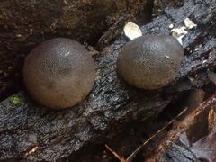 Lycoperdon subincarnatum