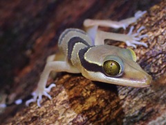 Cyrtodactylus pulchellus