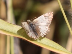 Heliopetes omrina