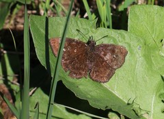 Nisoniades brunneata