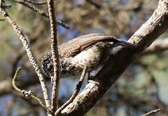 Picumnus dorbignyanus