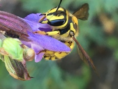 Anthidium illustre