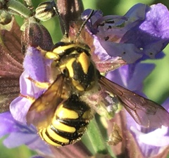 Anthidium illustre