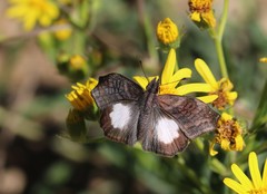 Theagenes albiplaga