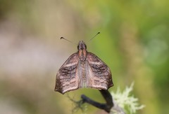 Theagenes albiplaga