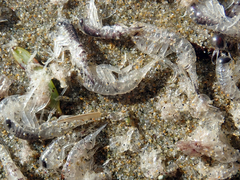 Hyperiidae