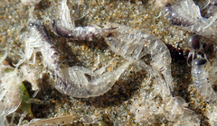 Hyperiidae