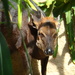 Black Duiker - Photo (c) Mario Pineda, some rights reserved (CC BY-NC-SA)