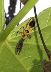 Castolus plagiaticollis