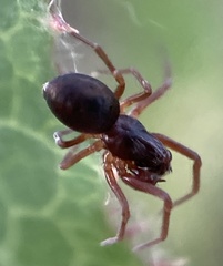 Dictyna uncinata