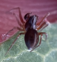 Dictyna uncinata