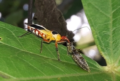 Castolus plagiaticollis